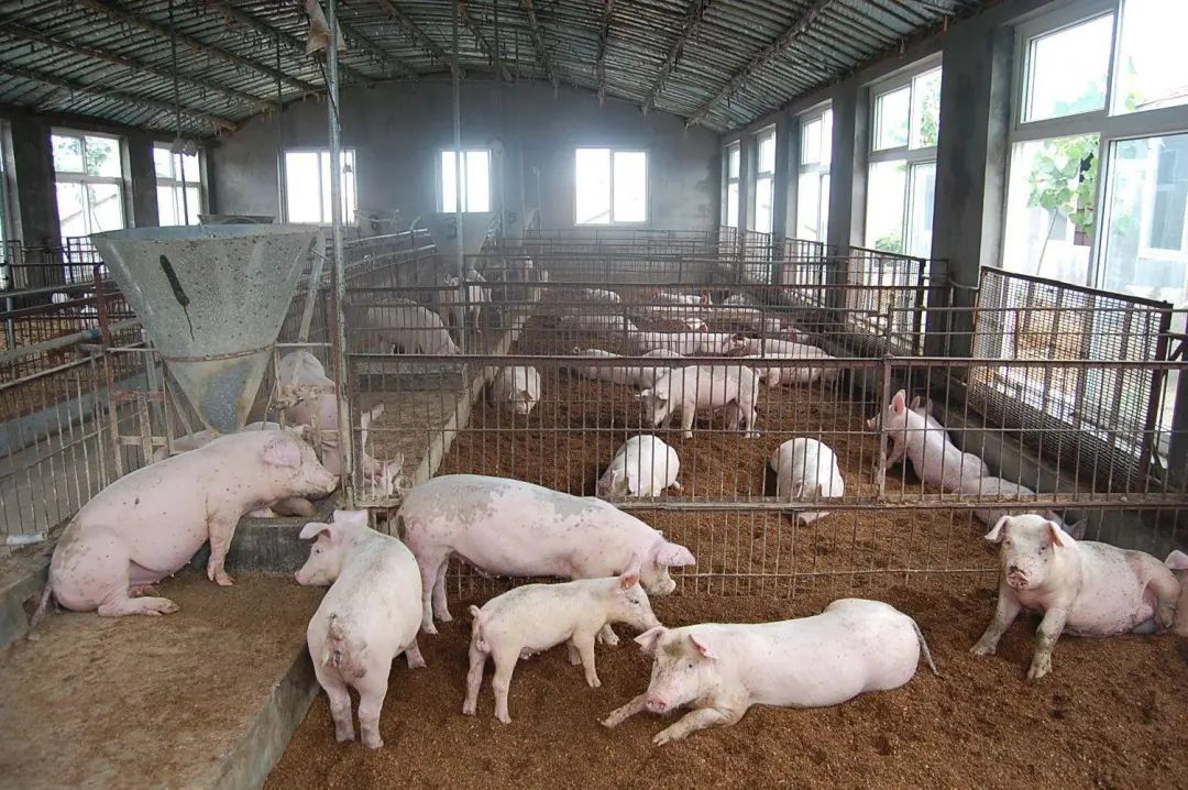 動物無害化處理廠，惡臭異味危害大，<a href='/' style='color: blue;' target='_blank'>工業(yè)除臭劑</a>起作用！.jpg