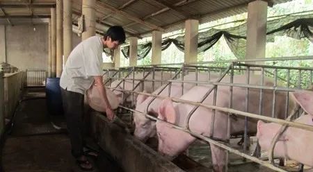 養(yǎng)殖場(chǎng)臭味難治理？潔匠凈化幫您輕松解決！.jpg