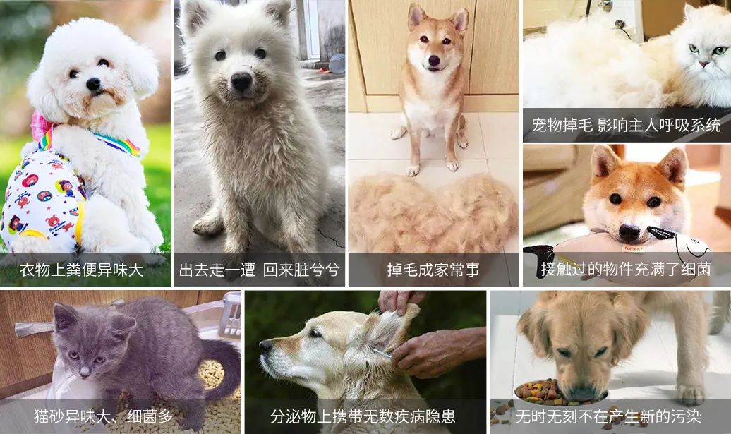 寵物氣味彌漫整個屋子，潔匠凈化教您如何除味.jpg